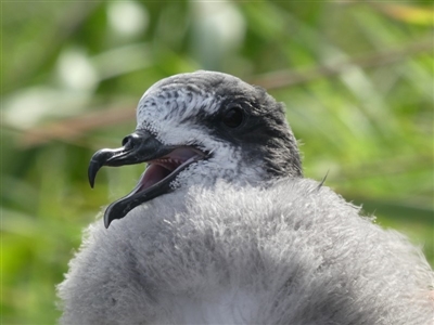 Pterodroma leucoptera leucoptera (Gould's Petrel) by HarveyPerkins