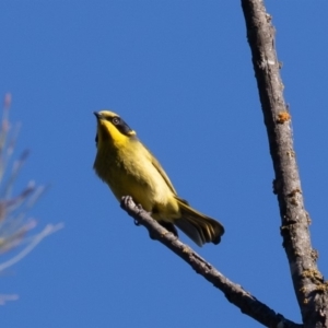 Lichenostomus melanops at Stromlo, ACT - 11 May 2019