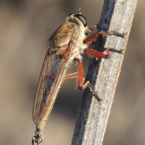 Colepia ingloria at Paddys River, ACT - 27 Mar 2019 06:44 PM