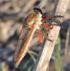 Colepia ingloria at Paddys River, ACT - 27 Mar 2019 06:44 PM