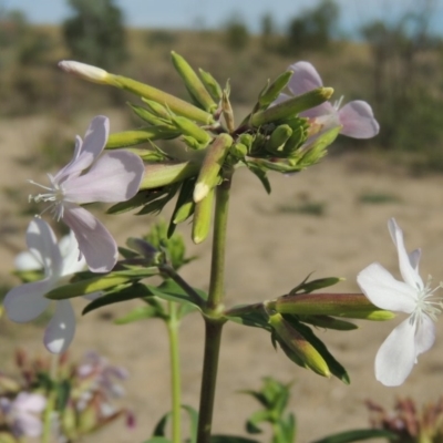 Saponaria officinalis (Soapwort, Bouncing Bet) at Point Hut to Tharwa - 12 Mar 2019 by MichaelBedingfield