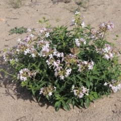 Saponaria officinalis at Paddys River, ACT - 12 Mar 2019 06:08 PM