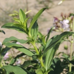 Saponaria officinalis at Paddys River, ACT - 12 Mar 2019 06:08 PM