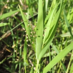 Isachne globosa (Swamp Millet) at Gordon, ACT - 12 Mar 2019 by michaelb