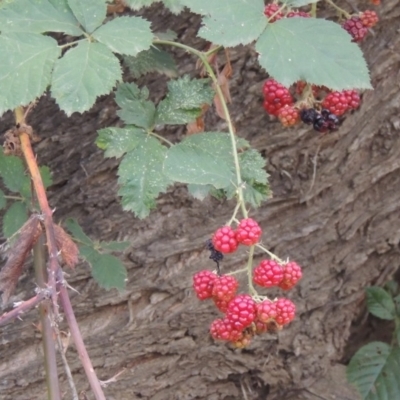 Rubus anglocandicans (Blackberry) at Point Hut to Tharwa - 12 Mar 2019 by MichaelBedingfield