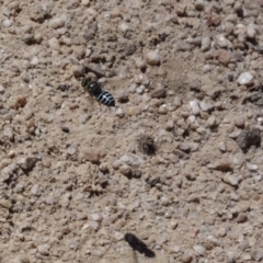 Bembix sp. (genus) (Unidentified Bembix sand wasp) at Towamba, NSW - 7 Dec 2018 by stephskelton80