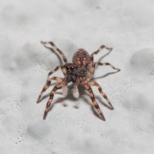 Salticidae (family) at Hackett, ACT - 2 May 2019 01:16 PM