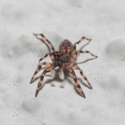 Salticidae (family) (Unidentified Jumping spider) at Hackett, ACT - 2 May 2019 by TimL