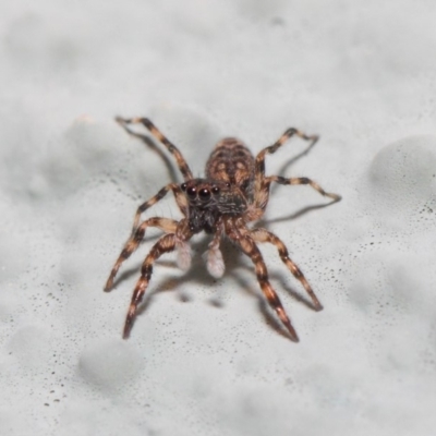 Salticidae (family) (Unidentified Jumping spider) at ANBG - 2 May 2019 by TimL