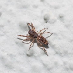 Salticidae (family) at Hackett, ACT - 2 May 2019