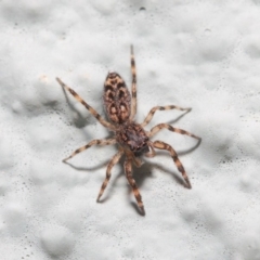 Salticidae (family) at Hackett, ACT - 2 May 2019 01:16 PM