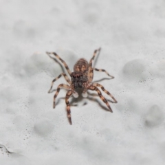 Salticidae (family) at Hackett, ACT - 2 May 2019 01:16 PM