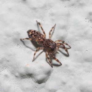 Salticidae (family) at Hackett, ACT - 2 May 2019 01:16 PM