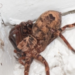 Heteropoda sp. (genus) (Huntsman spider) at Hackett, ACT - 11 May 2019 by TimL