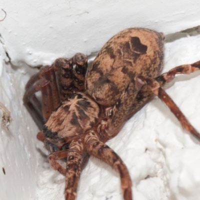 Heteropoda sp. (genus) (Huntsman spider) at Hackett, ACT - 11 May 2019 by TimL