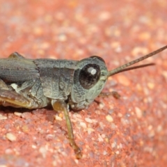 Phaulacridium vittatum at Hackett, ACT - 11 May 2019