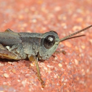 Phaulacridium vittatum at Hackett, ACT - 11 May 2019 12:15 PM