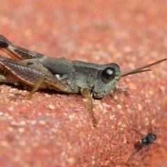 Phaulacridium vittatum at Hackett, ACT - 11 May 2019