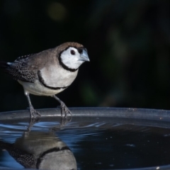 Stizoptera bichenovii (Double-barred Finch) at Symonston, ACT - 12 May 2019 by rawshorty