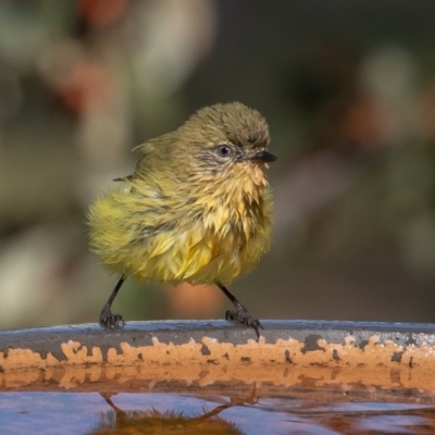 Acanthiza nana (Yellow Thornbill) at Symonston, ACT - 19 Apr 2019 by rawshorty