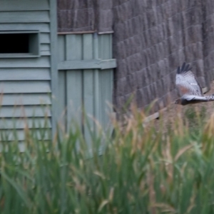 Circus assimilis at Fyshwick, ACT - 4 Apr 2015 02:58 PM