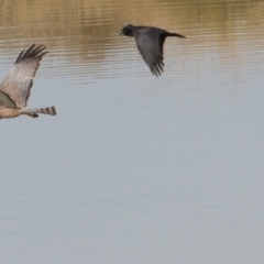 Circus assimilis (Spotted Harrier) at Symonston, ACT - 28 Jul 2013 by rawshorty