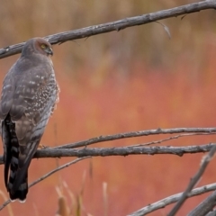 Circus assimilis (Spotted Harrier) at Fyshwick, ACT - 27 Apr 2014 by rawshorty