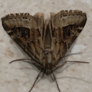 Hellula hydralis at Monash, ACT - 1 May 2019