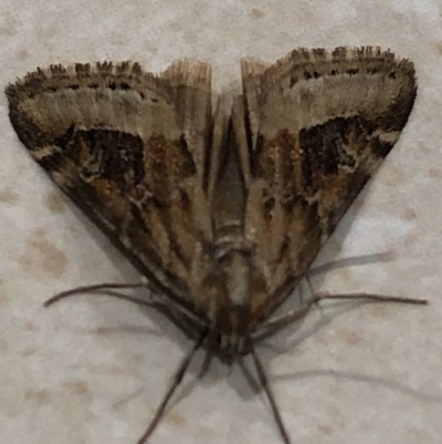 Hellula hydralis (Cabbage Centre Moth) at Monash, ACT - 1 May 2019 by jackQ