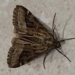 Hellula hydralis at Monash, ACT - 1 May 2019 10:24 PM