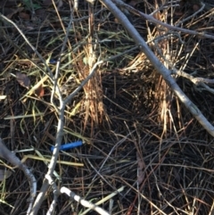 Ptilonorhynchus violaceus (Satin Bowerbird) at Federal Golf Course - 12 May 2019 by KL