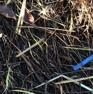 Ptilonorhynchus violaceus at Hughes, ACT - 12 May 2019