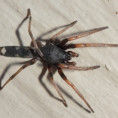 Lampona sp. (genus) at Evatt, ACT - 11 May 2019 02:15 PM