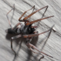 Lampona sp. (genus) at Evatt, ACT - 11 May 2019 02:15 PM