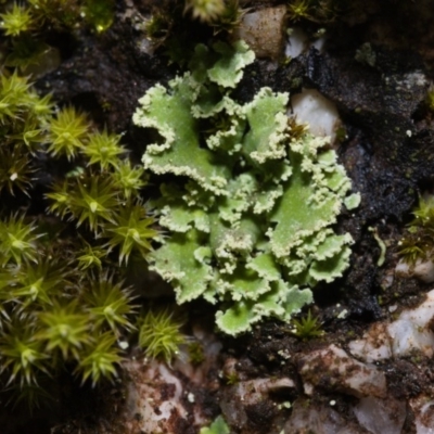 Unverified Lichen at Paddys River, ACT - 12 May 2019 by kdm