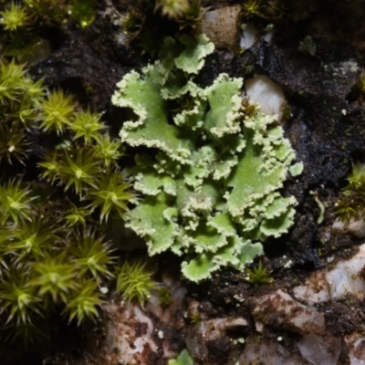 Unidentified Lichen at Tidbinbilla Nature Reserve - 11 May 2019 by kdm