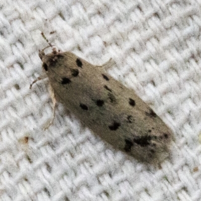 Ericibdela delotis (A Concealer moth (Wingia group)) at O'Connor, ACT - 24 Dec 2017 by ibaird
