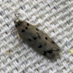 Ericibdela delotis at O'Connor, ACT - 24 Dec 2017 05:55 AM