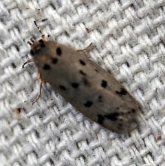 Ericibdela delotis at O'Connor, ACT - 24 Dec 2017 05:55 AM