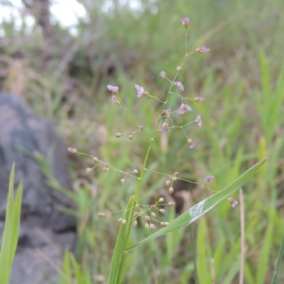 Isachne globosa (Swamp Millet) at Point Hut to Tharwa - 12 Mar 2019 by MichaelBedingfield