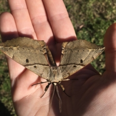 Chelepteryx chalepteryx (White-stemmed Wattle Moth) at Jervis Bay Maritime Museum - 13 May 2019 by EmmCrane