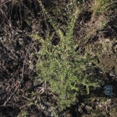 Bursaria spinosa (Native Blackthorn, Sweet Bursaria) at Molonglo River Reserve - 11 May 2019 by Kurt