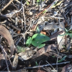 Eriochilus cucullatus (Parson's Bands) at Hackett, ACT - 13 May 2019 by petersan