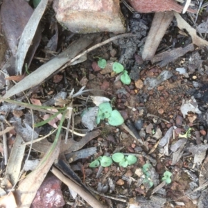 Diplodium sp. at Hackett, ACT - 13 May 2019