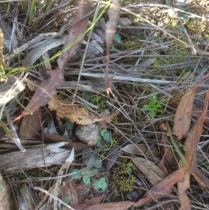 Diplodium sp. at Hackett, ACT - 13 May 2019