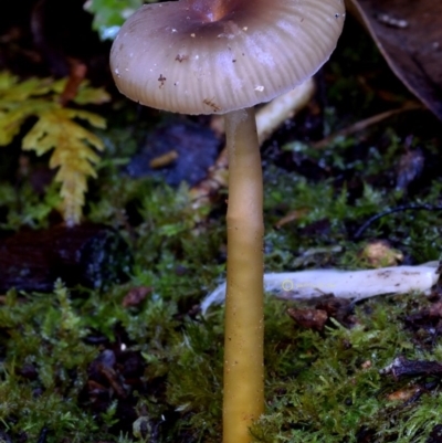 Rickenella sp. at Kianga, NSW - 5 May 2019 by Teresa