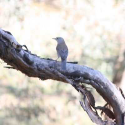 Colluricincla harmonica (Grey Shrikethrush) at Deakin, ACT - 13 May 2019 by LisaH