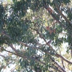 Colluricincla harmonica at Deakin, ACT - 13 May 2019