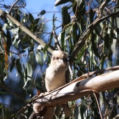 Dacelo novaeguineae (Laughing Kookaburra) at Hughes, ACT - 13 May 2019 by LisaH