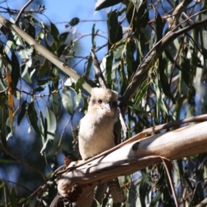 Dacelo novaeguineae at Hughes, ACT - 13 May 2019